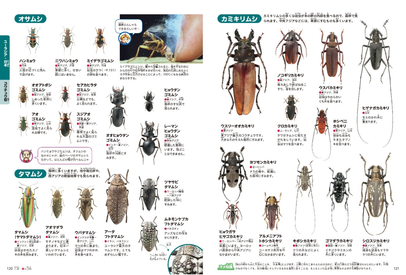 これまでの図鑑には載っていなかったレアな昆虫も！ 昆虫博士・丸山