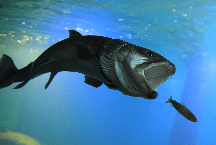 北の大地の水族館名物「イトウいただきますライブ」では日本最大の淡水魚イトウに生きたニジマスを与える。
