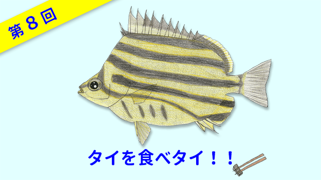 ととけん1級史上最年少合格 伊藤柚貴のおいしいお魚でなに作る？　第8回　タイを食べタイ！！
