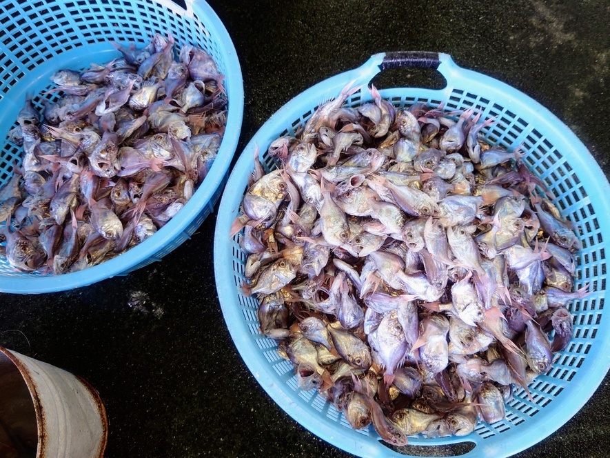 マルヒウチダイ