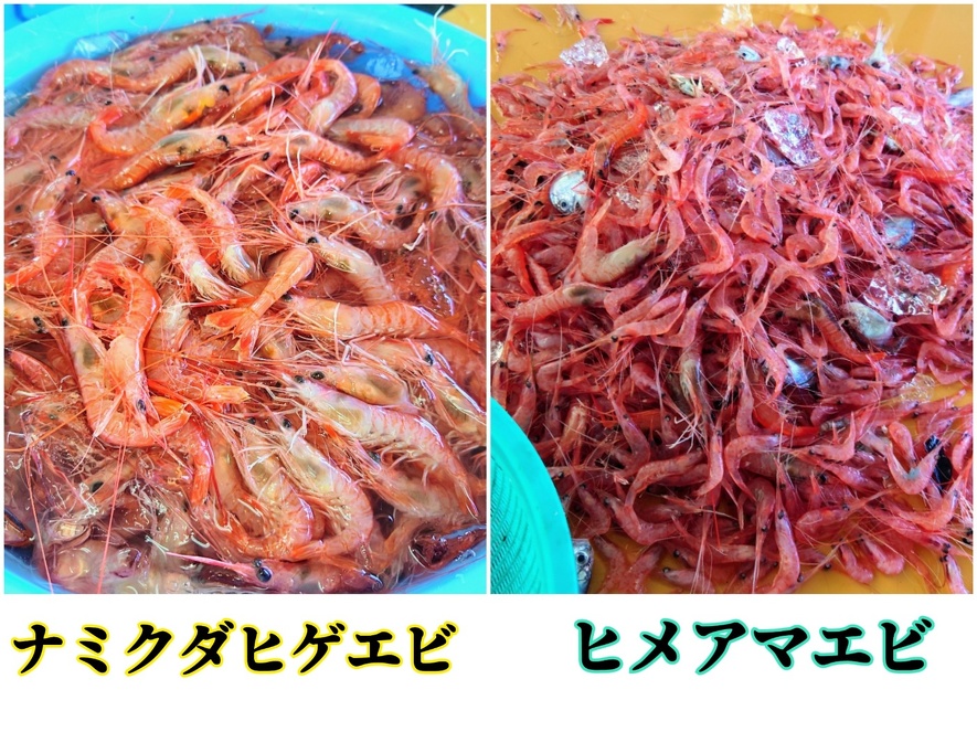 ナミクダとヒメアマ