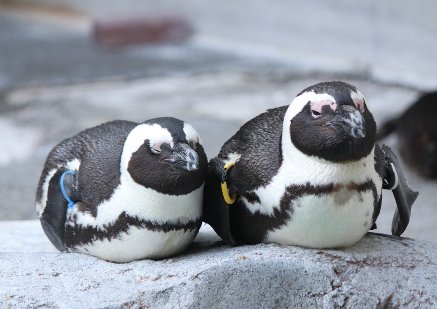 ケープペンギン