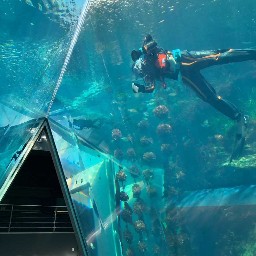 水槽に潜って掃除する職員