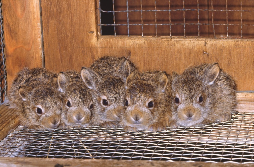 エゾユキウサギ