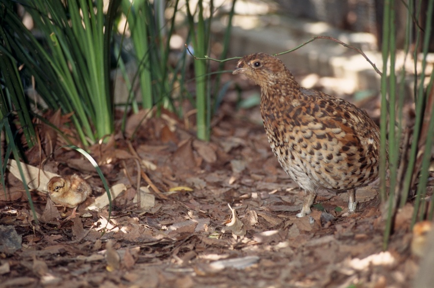 エゾライチョウの親子