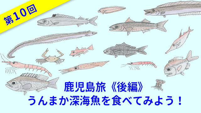 ととけん1級史上最年少合格 伊藤柚貴のおいしいお魚でなに作る？　第10回　鹿児島旅・後編　うんまか深海魚を食べてみよう！