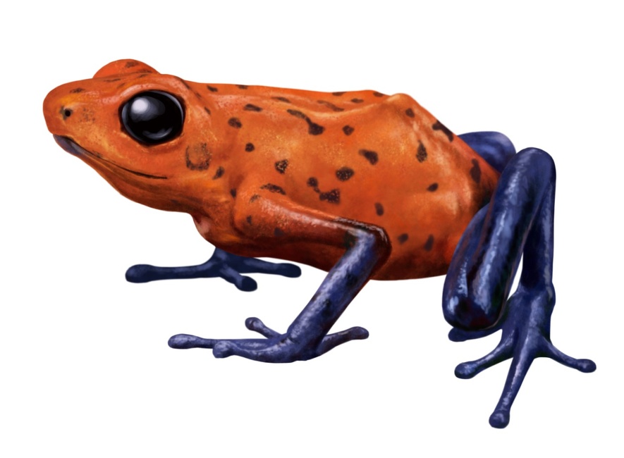 ヤドクガエル（イチゴヤドクガエル）