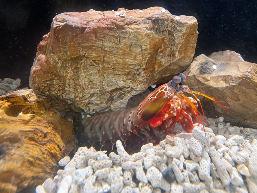 モンハナシャコ