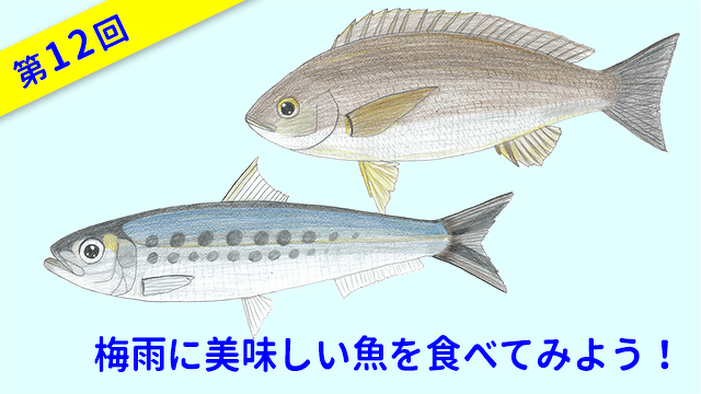 ととけん1級史上最年少合格 伊藤柚貴のおいしいお魚でなに作る？　第12回　梅雨に美味しい魚を食べてみよう！
