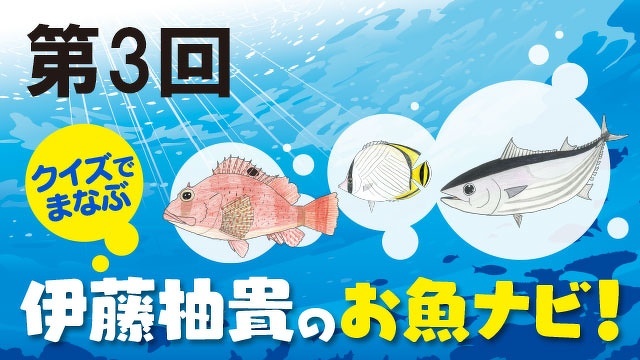 クイズでまなぶ　伊藤柚貴のお魚ナビ！　第３問　３択クイズ