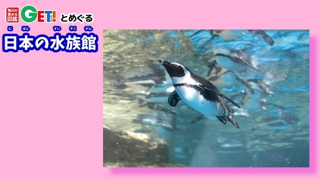 60羽以上いるペンギンたちは京都ならではの個性的な名前がおもしろい！！【京都府】　「角川の集める図鑑GET！とめぐる日本の水族館」第21回