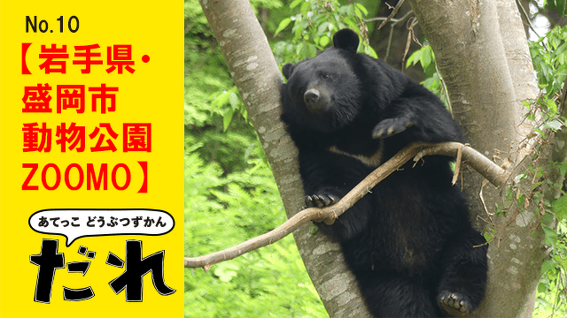参加型アートのワークショップを随時開催！　野生動物が暮らす痕跡を見つけ、つながりを感じよう【岩手県・盛岡市動物公園ZOOMO】『あてっこ どうぶつずかん　だれ』といく　全国の動物園案内 No.10