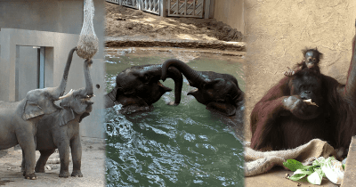 おうちで過ごす子どもたちに元気を!札幌市円山動物園参与・小菅正夫先生からのメッセージ。元気な動物たちの写真も!