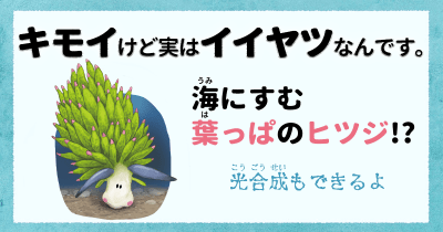 キモイけど実はイイヤツなんです⑧ 海にすむ葉っぱのヒツジ⁉