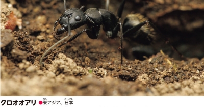 生き物との阿吽の呼吸!! 島田拓のアリ写真がすごい! 『角川の集める図鑑GET! 昆虫』の魅力