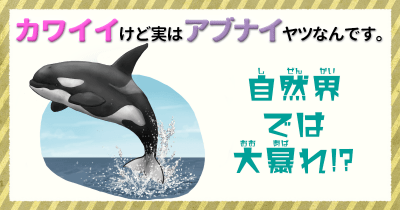 カワイイけど実はアブナイヤツなんです。② 自然界では大暴れ⁉