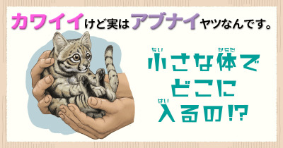 カワイイけど実はアブナイヤツなんです。⑤ 小さな体でどこに入るの⁉