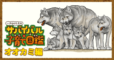 いきものたちのサバイバル子育て 第2回/オオカミ編