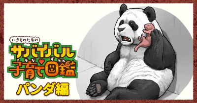 いきものたちのサバイバル子育て 第3回/パンダ編