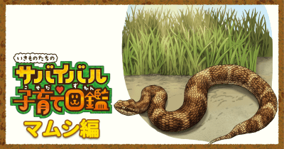 いきものたちのサバイバル子育て 第6回/マムシ編