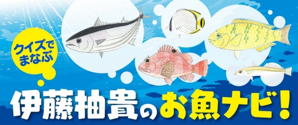 クイズでまなぶ 伊藤柚貴のお魚ナビ!イメージ