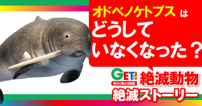 どうしていなくなった?『GET! 絶滅動物』絶滅ストーリー 第2回 オドベノケトプス