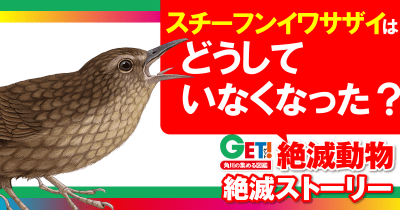どうしていなくなった?『GET! 絶滅動物』絶滅ストーリー 第3回 スチーフンイワサザイ