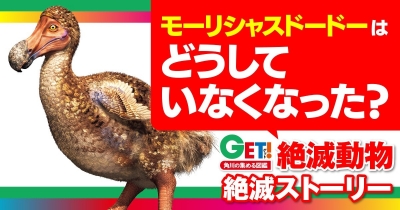 どうしていなくなった?『GET! 絶滅動物』絶滅ストーリー 第1回 ドードー