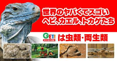 まるでおはしのような口をもつワニ!! 「世界のヤバくてスゴいヘビ、カエル、トカゲたち」 第5回 インドガビアル