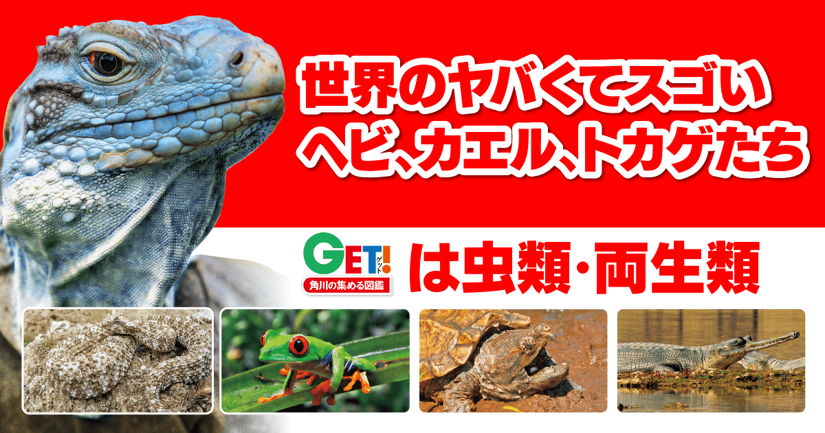 カラー図鑑カメ・トカゲ・ヘビ・カエルなどの飼い方: ビギナー