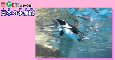 60羽以上いるペンギンたちは京都ならではの個性的な名前がおもしろい！！【京都府】　「角川の集める図鑑GET！とめぐる日本の水族館」第21回