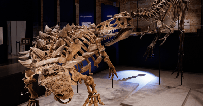 日本初公開「鎧竜“ズール”」の全身実物化石がついに大阪へ！　特別展「恐竜博2023」が開催