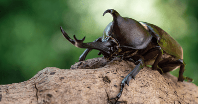 【卵~成虫まで】昆虫の王様カブトムシの飼育方法を教えます!