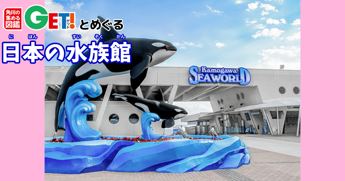 鴨シーで海獣たちとふれあえたら我が2023夏に悔いは無し！ 鴨川