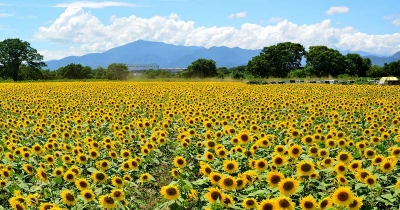「はなまっぷ」後藤有紀さん厳選! 子どもと一緒に行きたい 関東近郊の夏のお花スポット10選