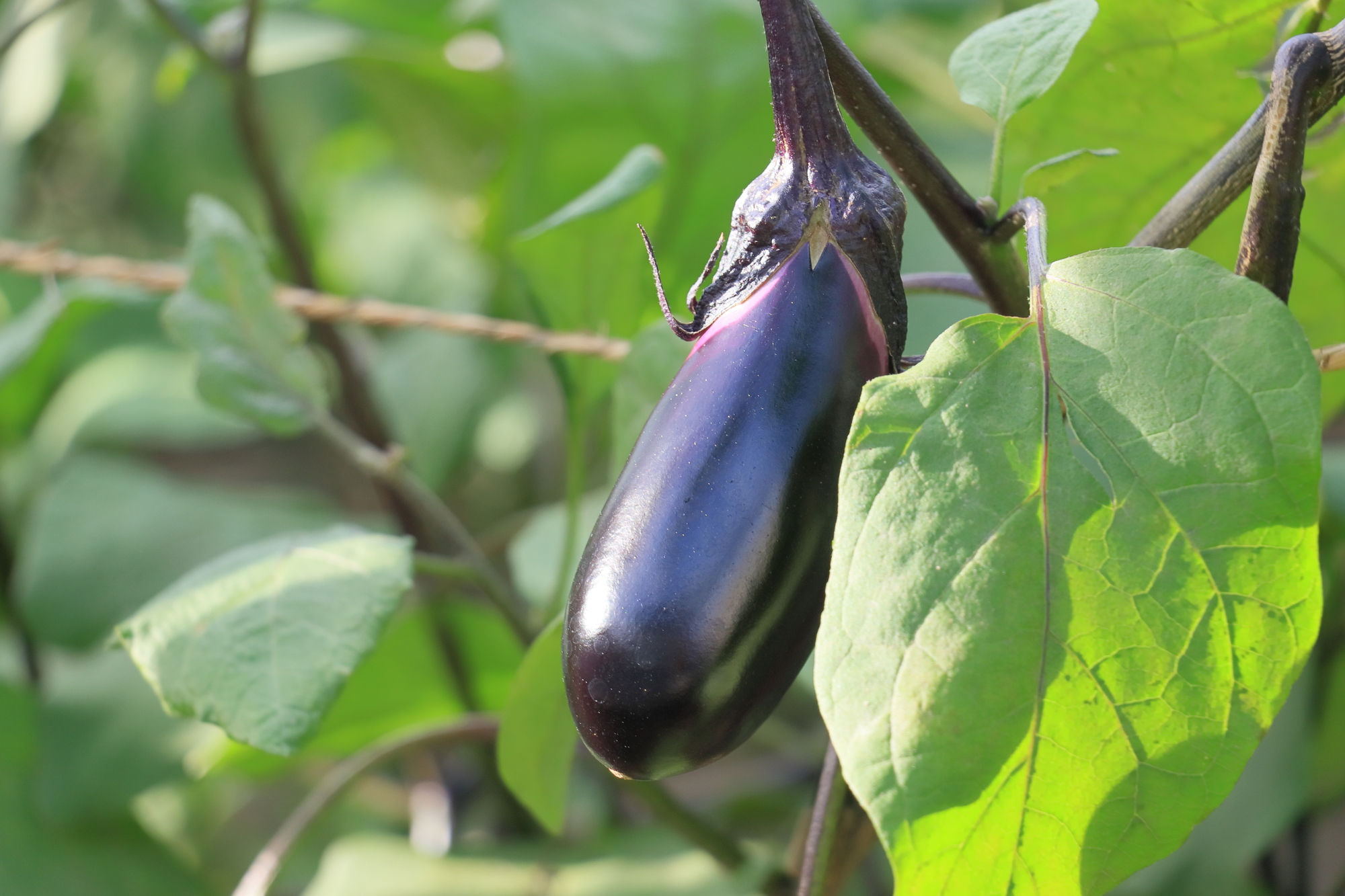 茄子（ナス）のことをもっと知りたい！ | 旬の野菜を知る！ 育てる