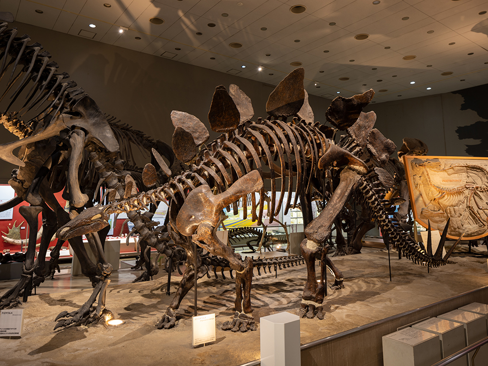 子どもとおでかけ！【恐竜の全身骨格標本が見られる】博物館10選