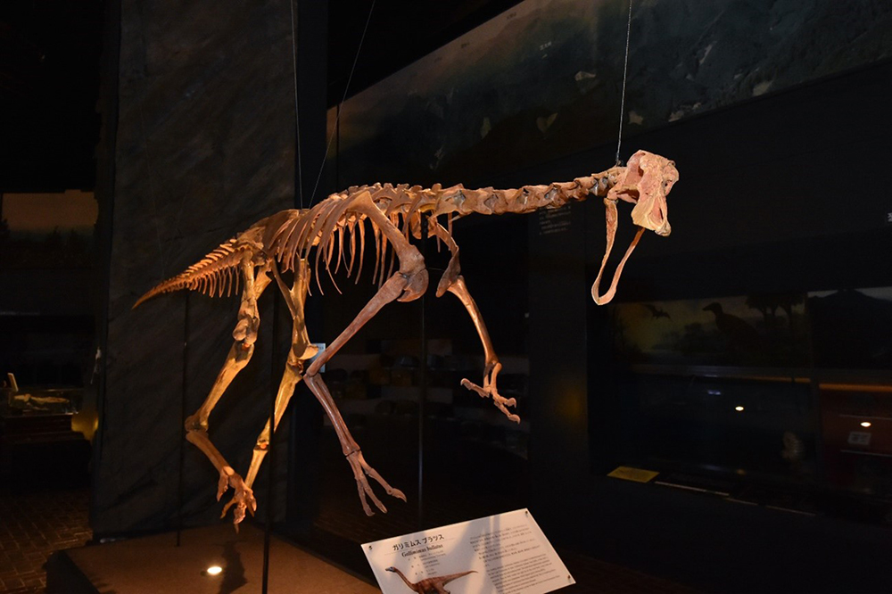 子どもとおでかけ！【恐竜の全身骨格標本が見られる】博物館10選