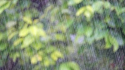 そろそろ今年も梅しごと。入梅(梅雨)の楽しみ方【詩人白井明大 子どもに教えたい!日本の風習】