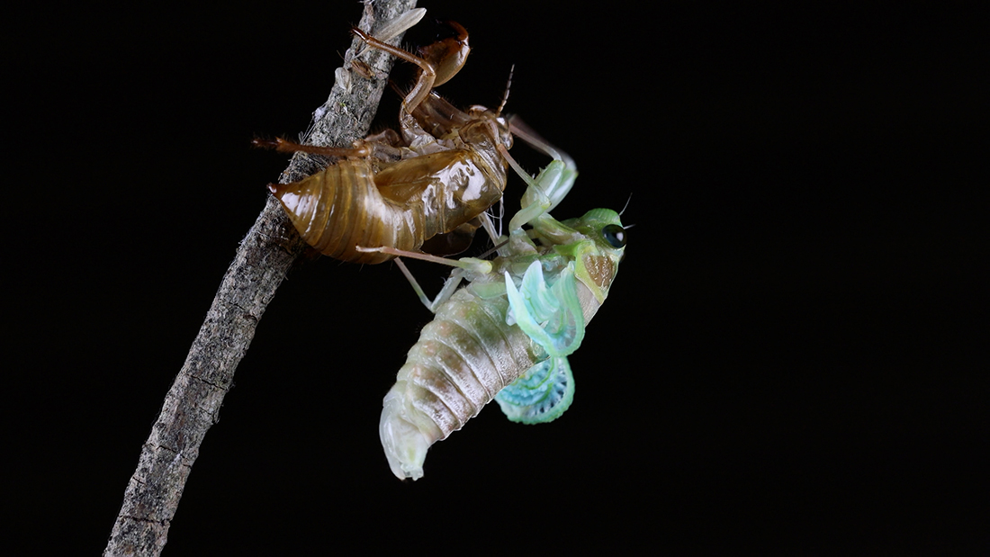 夏の昆虫【セミ】昆虫採集YouTuberむし岡だいきさんが解説！（仮題