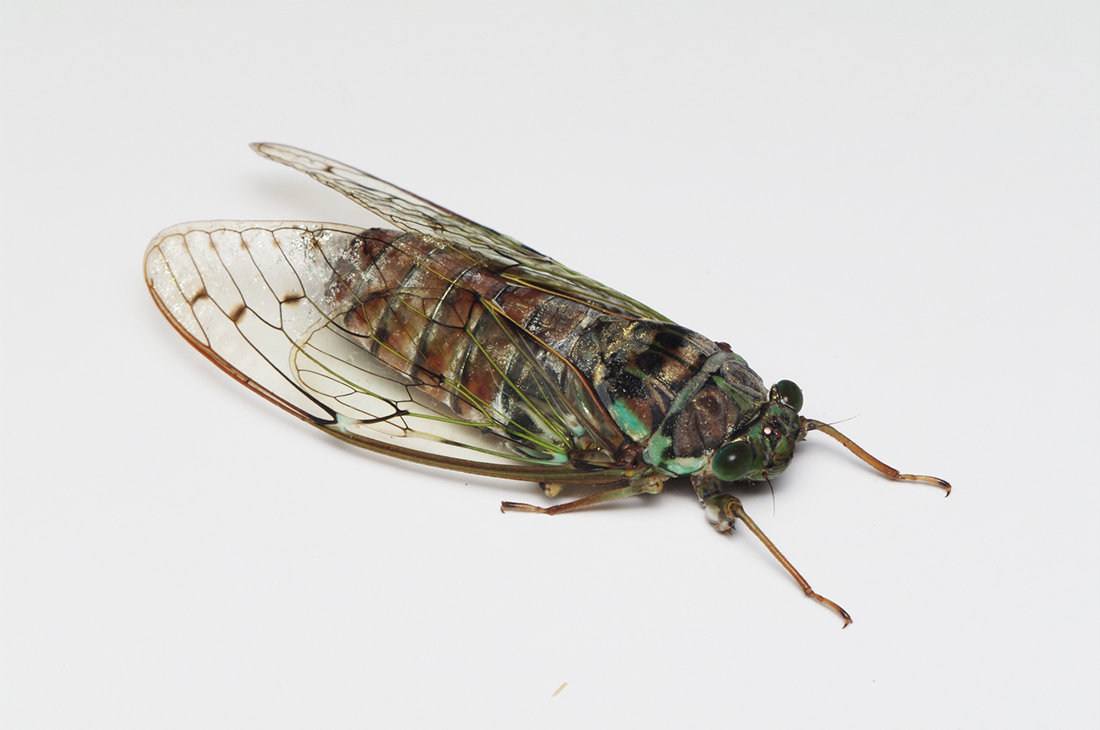 夏の昆虫【セミ】昆虫採集YouTuberむし岡だいきさんが解説！（仮題