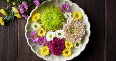 きれいな菊の花をながめて。重陽の節句の楽しみ方【詩人白井明大 子どもに教えたい!日本の風習】