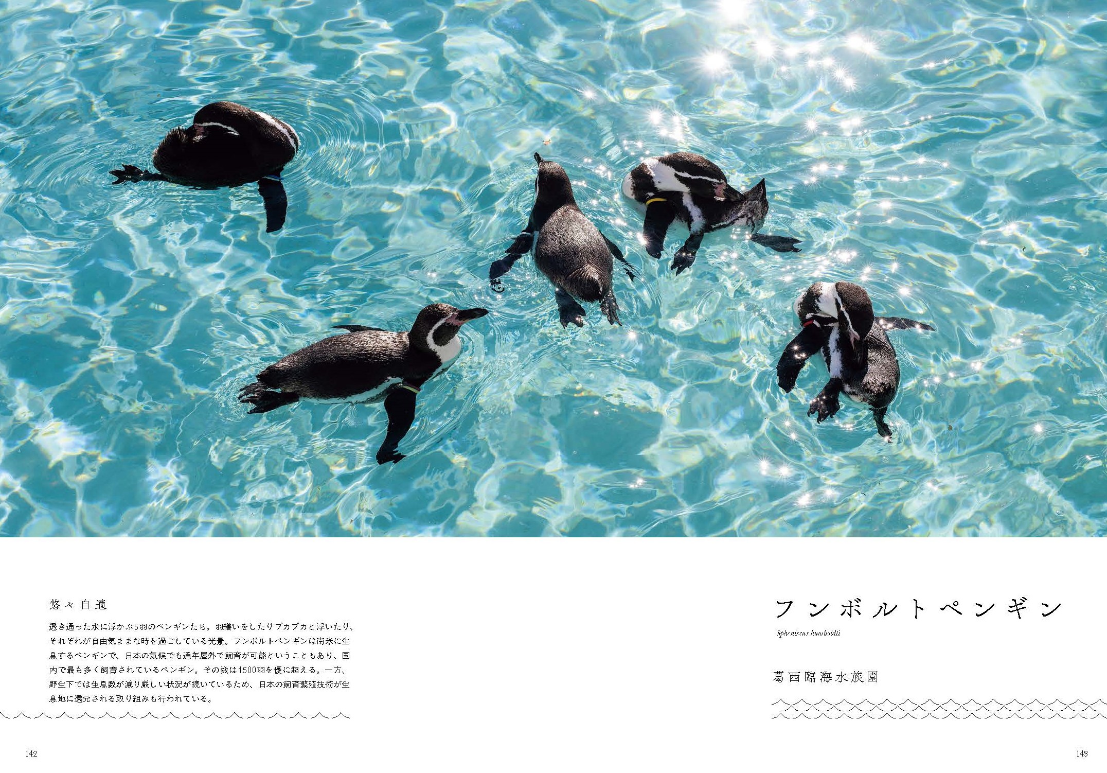 日本のすごすぎる水族館の世界！SNS話題の新進気鋭写真家・銀鏡つかさ