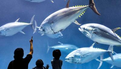 子どもと一緒に行きたい！ 東京・神奈川の水族館10選
