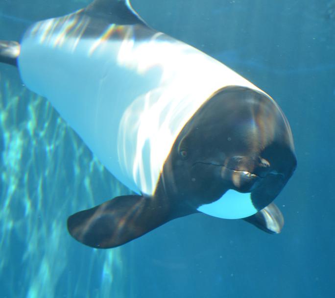 仙台うみの杜水族館【宮城県】「角川の集める図鑑GET！とめぐる日本の