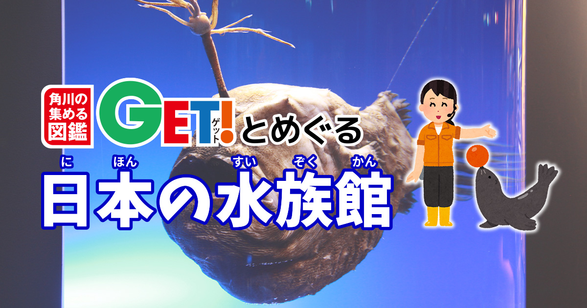 深海好き必見！リュウグウノツカイやラブカの標本が見られるのは国内