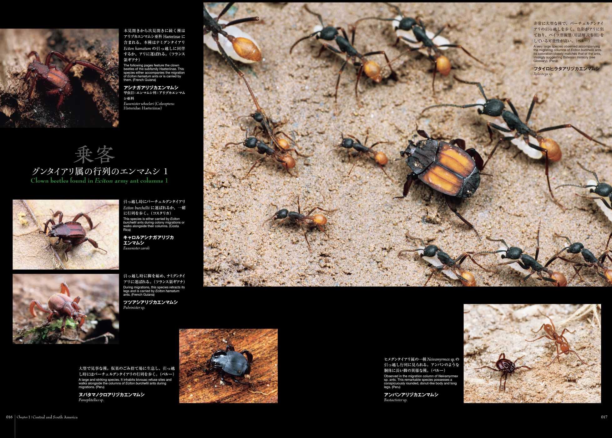 蟻客（ぎきゃく）って知ってる！？ 昆虫好きが思わず釘付けになる驚き