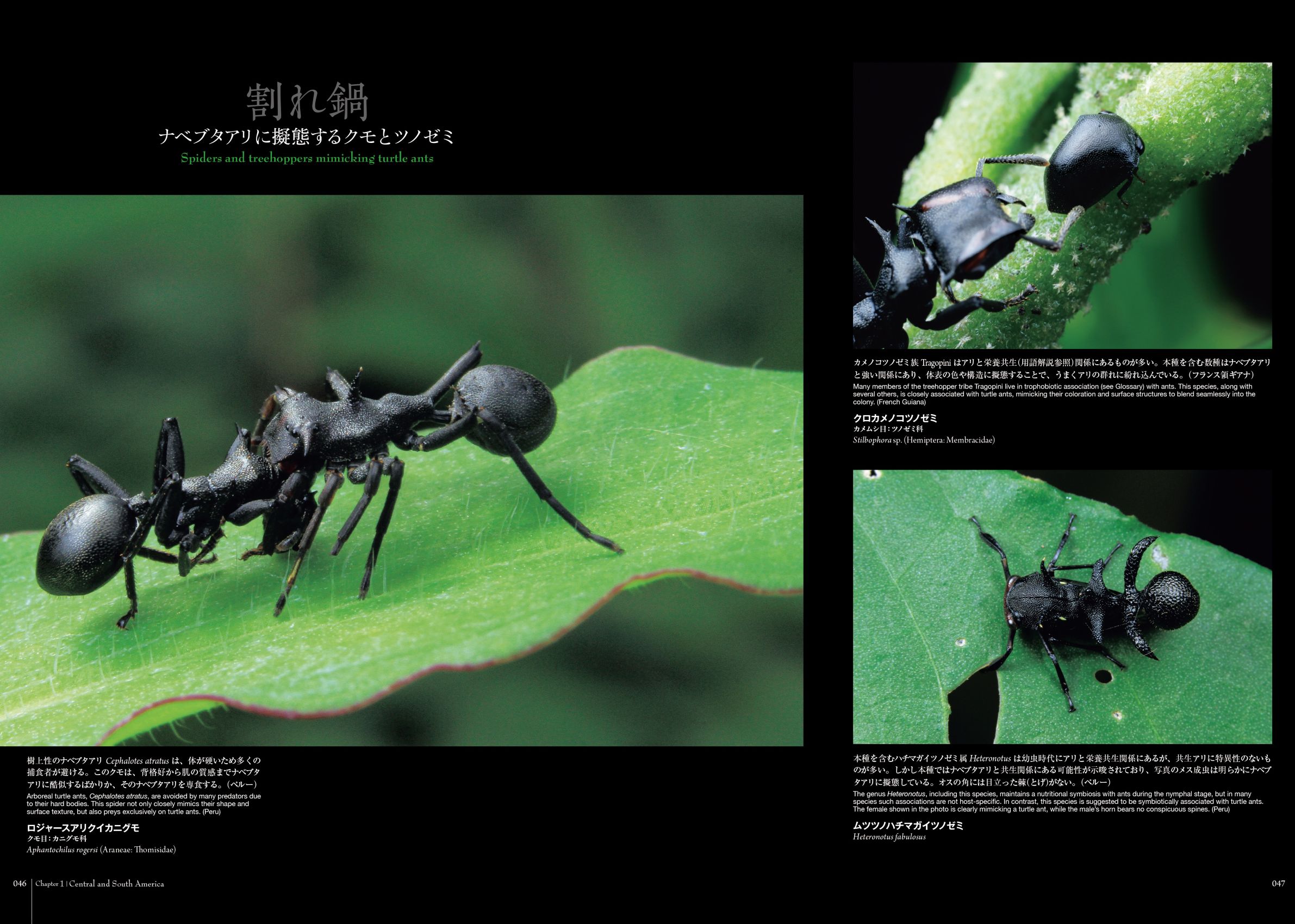 蟻客（ぎきゃく）って知ってる！？ 昆虫好きが思わず釘付けになる驚き