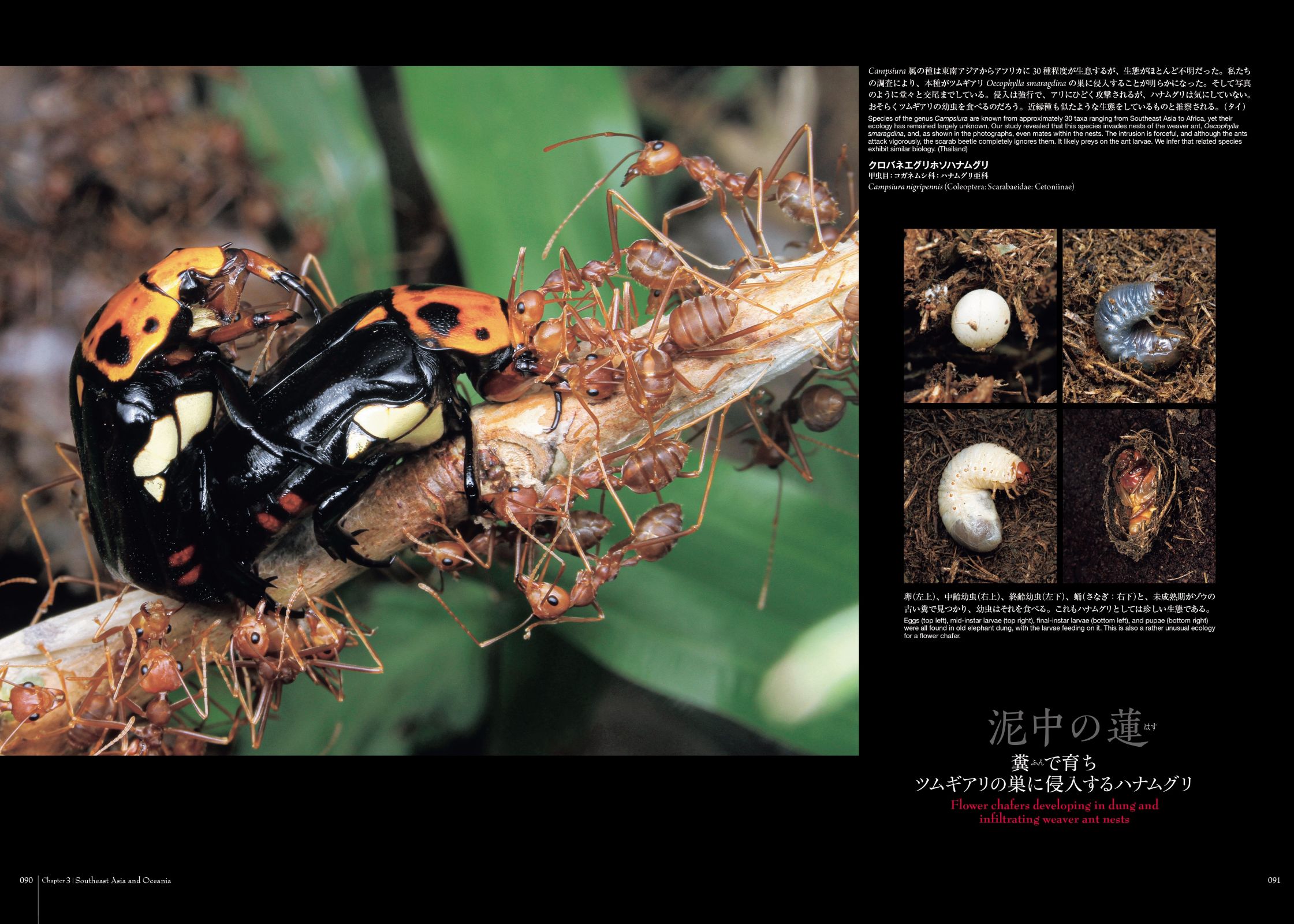 蟻客（ぎきゃく）って知ってる！？ 昆虫好きが思わず釘付けになる驚き