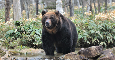 【専門家に聞く！】クマってどんな動物？ どれくらい怖い？　クマへの理解を深めて対策しよう